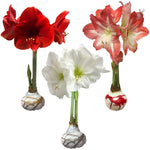Holiday Wax Coated Bulb Seasonal Let 'Em Bloom