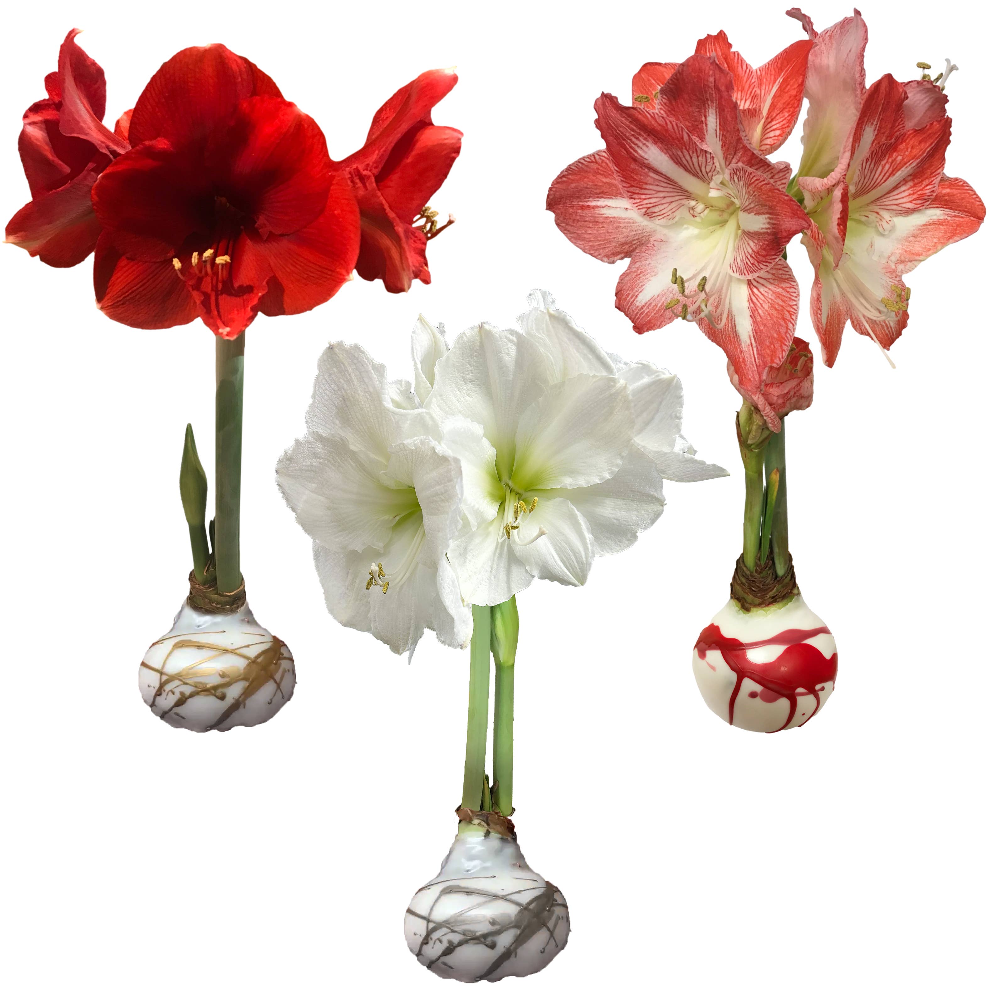 Holiday Wax Coated Bulb Seasonal Let 'Em Bloom