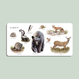 Our Big Book of Animals
