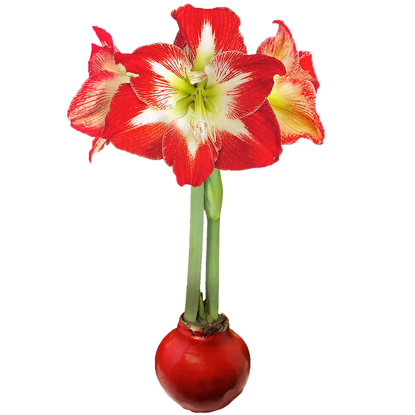 Amaryllis Solid Red Bulb Seasonal Let 'Em Bloom