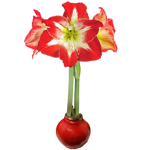 Amaryllis Solid Red Bulb Seasonal Let 'Em Bloom