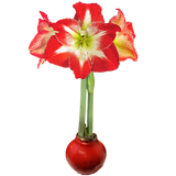 Amaryllis Solid Red Bulb Seasonal Let 'Em Bloom